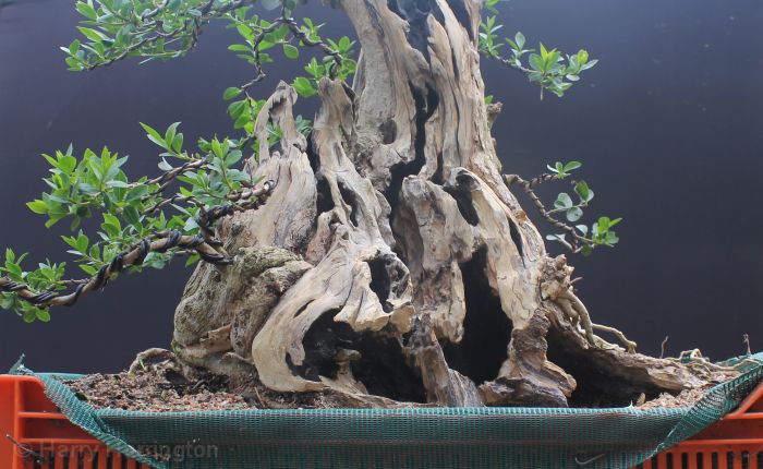 privet bonsai